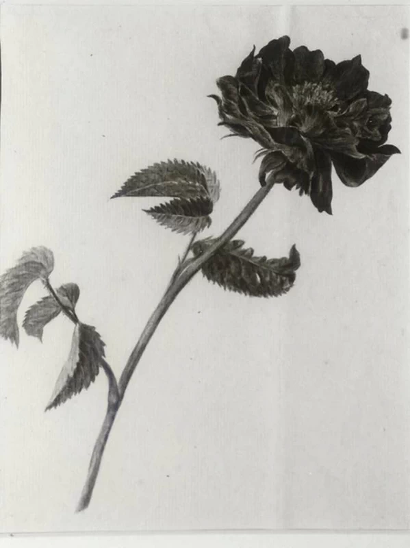 Studio di una rosa di Francoforte